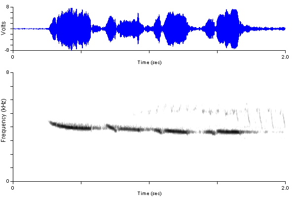 ../../../Passeriformes/Paridae/Poecileatricapillus/bcch_OR_Song_lanhomM_DAMdv0208-4792-44kp.wav