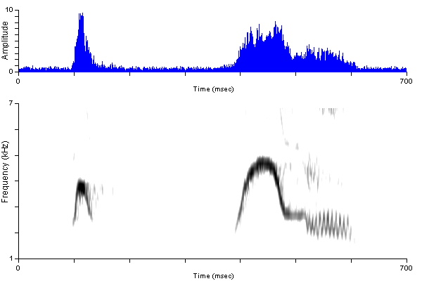 ../../../Passeriformes/Tyrannidae/Empidonaxalnorum/alfl_nc_Pipweeoo_haybla2_damdv0630-2800ap.wav