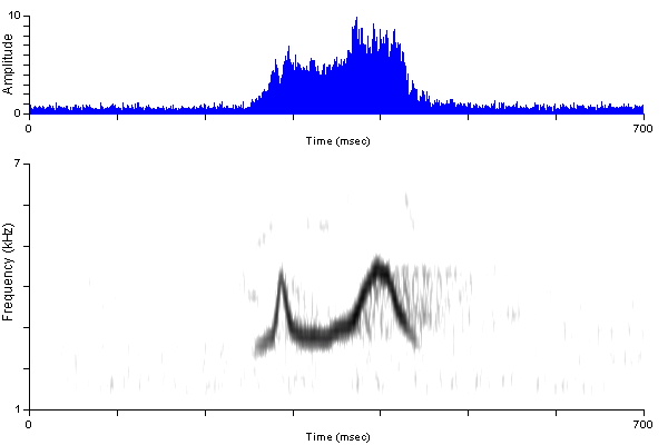 ../../../Passeriformes/Tyrannidae/Empidonaxalnorum/alfl_nc_dp_haybla1_damdv0631-122ap.wav