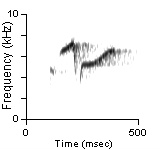 Song Phrase 2, Galiano Island, BC, 06/01/1991