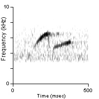 Song Phrase 2, Deschutes Co., OR, 06/18/2005