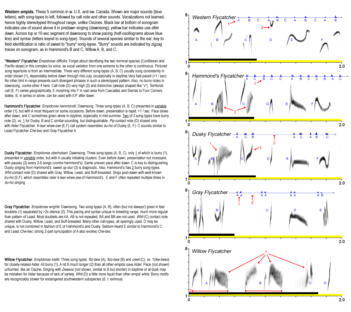 Field Guide Page: Western Empidonax