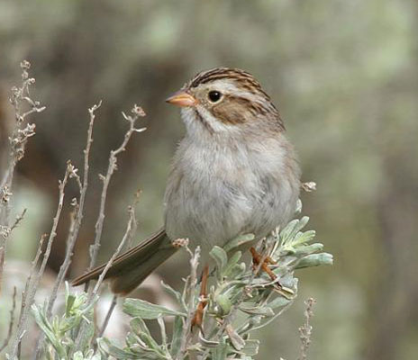 Brewer's Sparrow