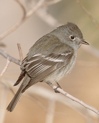 Hammond's Flycatcher, photographed in California