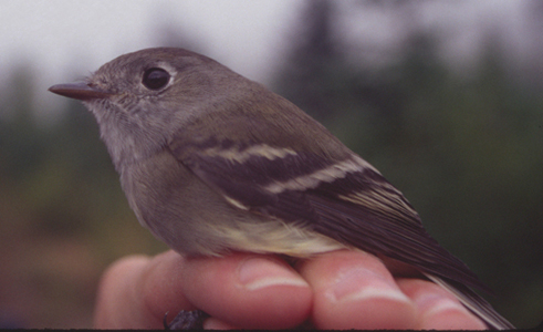 Hammond's Flycatcher, short bill