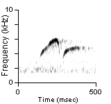 Song Phrase 2, Cibola Co., NM, 06/01/1983