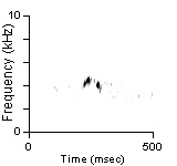 Song Phrase 3, Cibola Co., NM, 06/01/1983