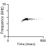 Song Phrase 1, Cibola Co., NM, 06/27/1981