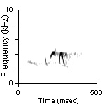 Song Phrase 3, Cibola Co., NM, 06/27/1981