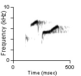 Song Phrase 2, Queen Charlotte Islands, BC, 05/07/1989