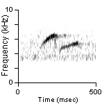 Song Phrase 2, Deschutes Co., OR, 06/18/2005