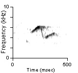 Song Phrase 2, Deschutes Co., OR, 06/17/2005