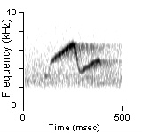 Song Phrase 2, Lake Co., OR, 06/28/2005