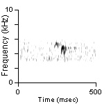 Song Phrase 3, Deschutes Co., OR, 06/18/2005